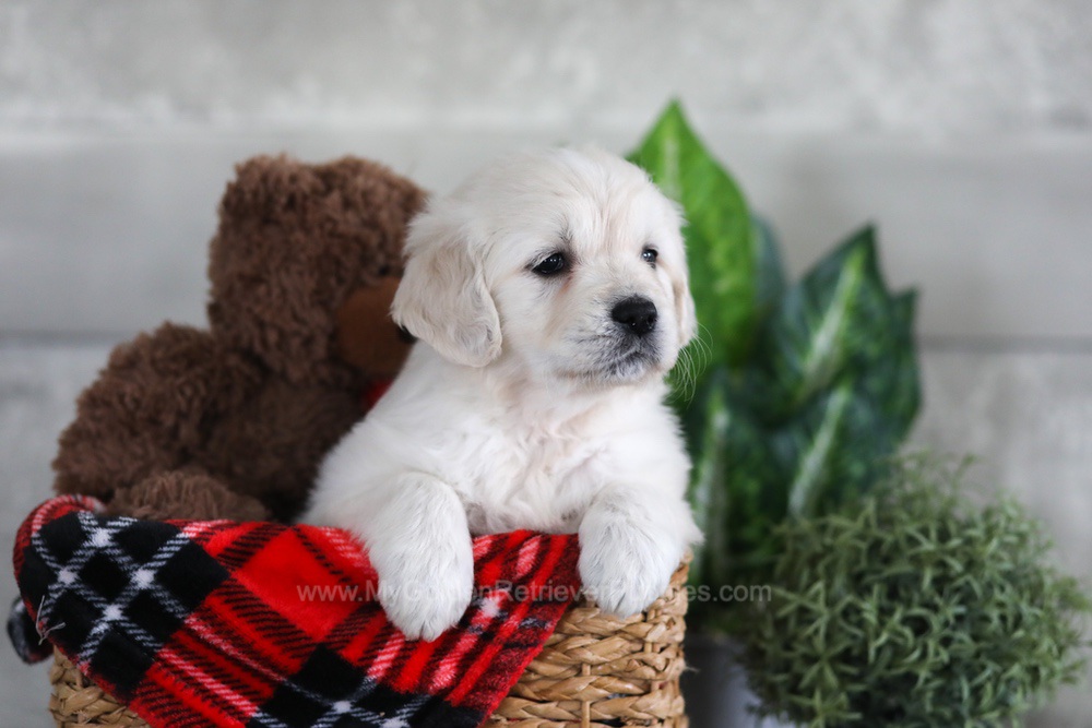 Lexi Image of Lexi, a Golden Retriever puppy