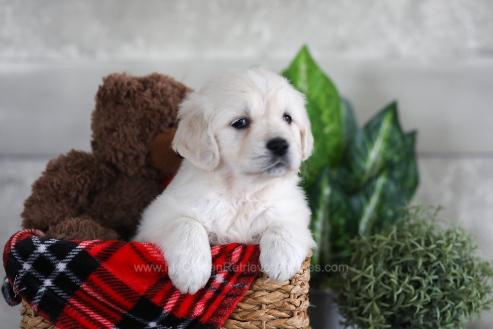 Lexi Image of Lexi, a Golden Retriever puppy
