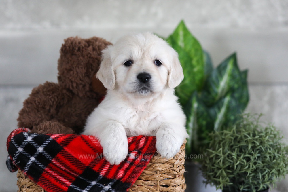 Lexi Image of Lexi, a Golden Retriever puppy