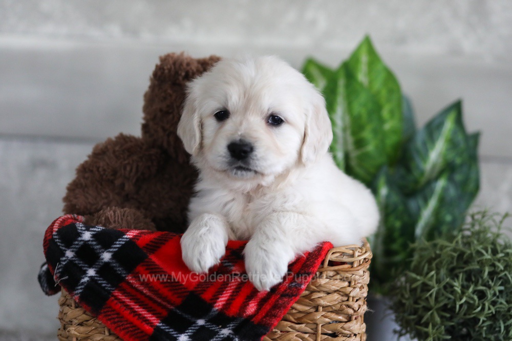 Lexi Image of Lexi, a Golden Retriever puppy