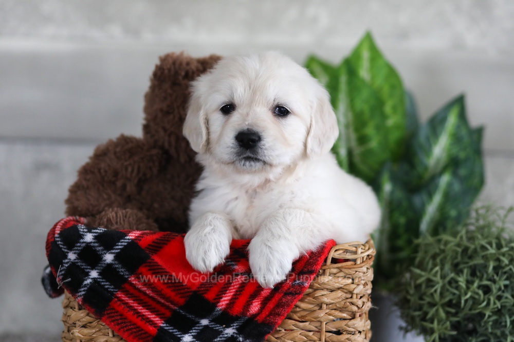 Lexi Image of Lexi, a Golden Retriever puppy