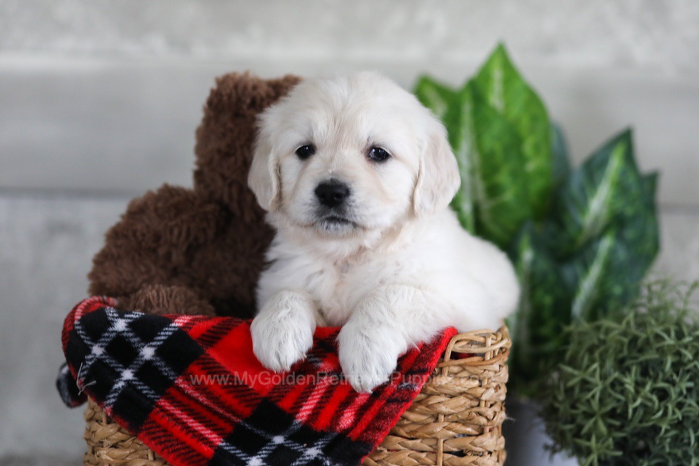 Lexi Image of Lexi, a Golden Retriever puppy