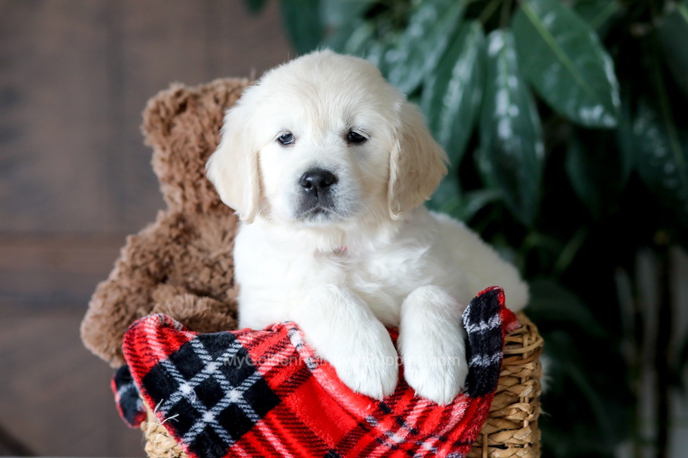 Magnolia Image of Magnolia, a Golden Retriever puppy