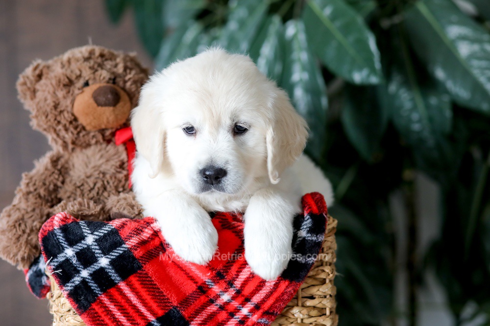 Magnolia Image of Magnolia, a Golden Retriever puppy