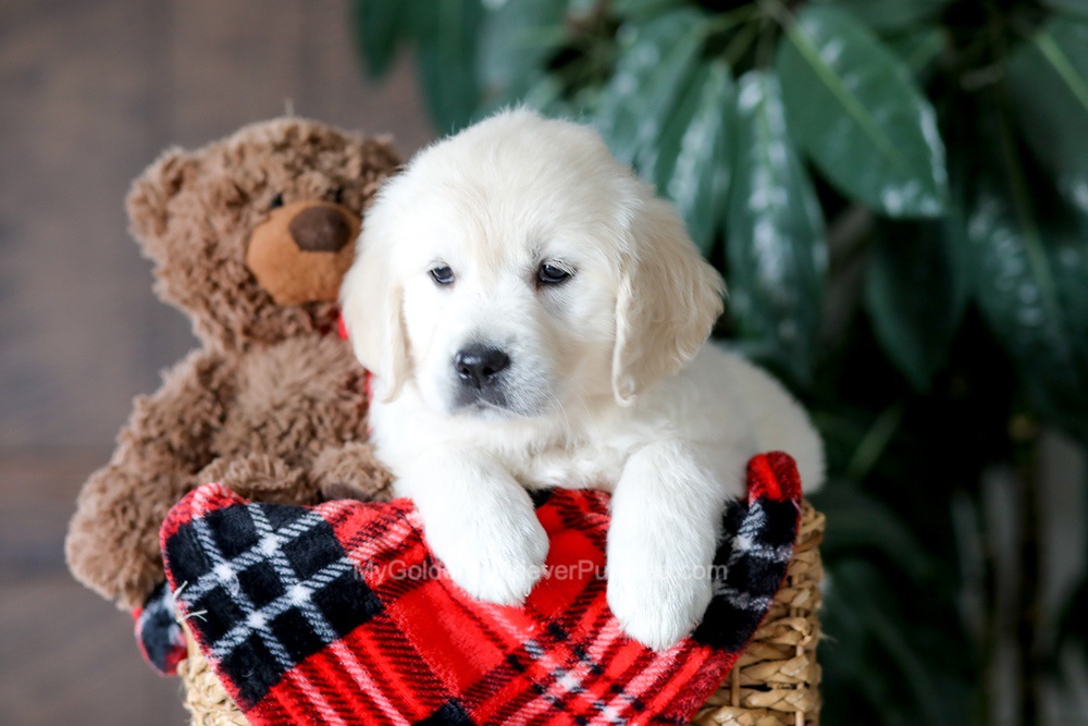 Magnolia Image of Magnolia, a Golden Retriever puppy