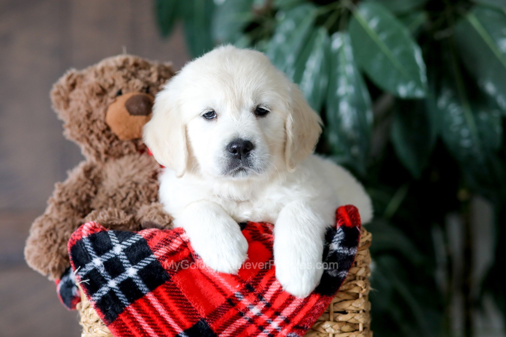Magnolia Image of Magnolia, a Golden Retriever puppy