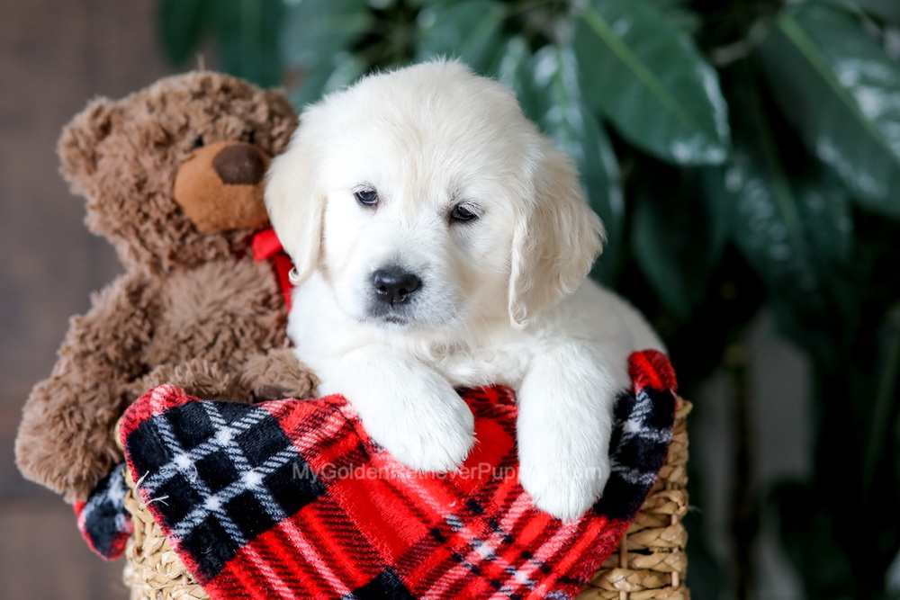 Magnolia Image of Magnolia, a Golden Retriever puppy