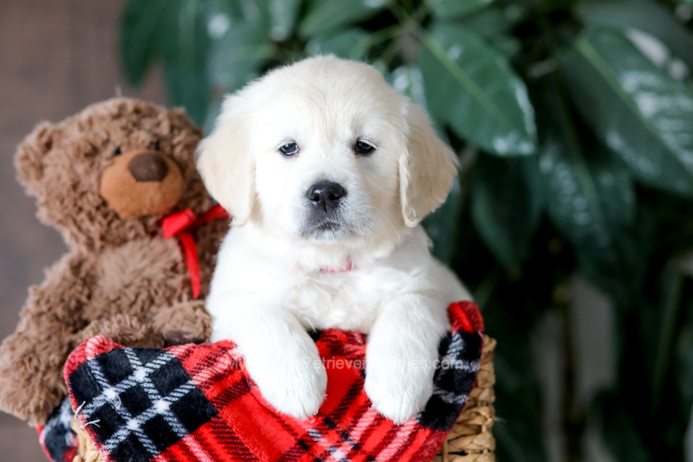 Magnolia Image of Magnolia, a Golden Retriever puppy