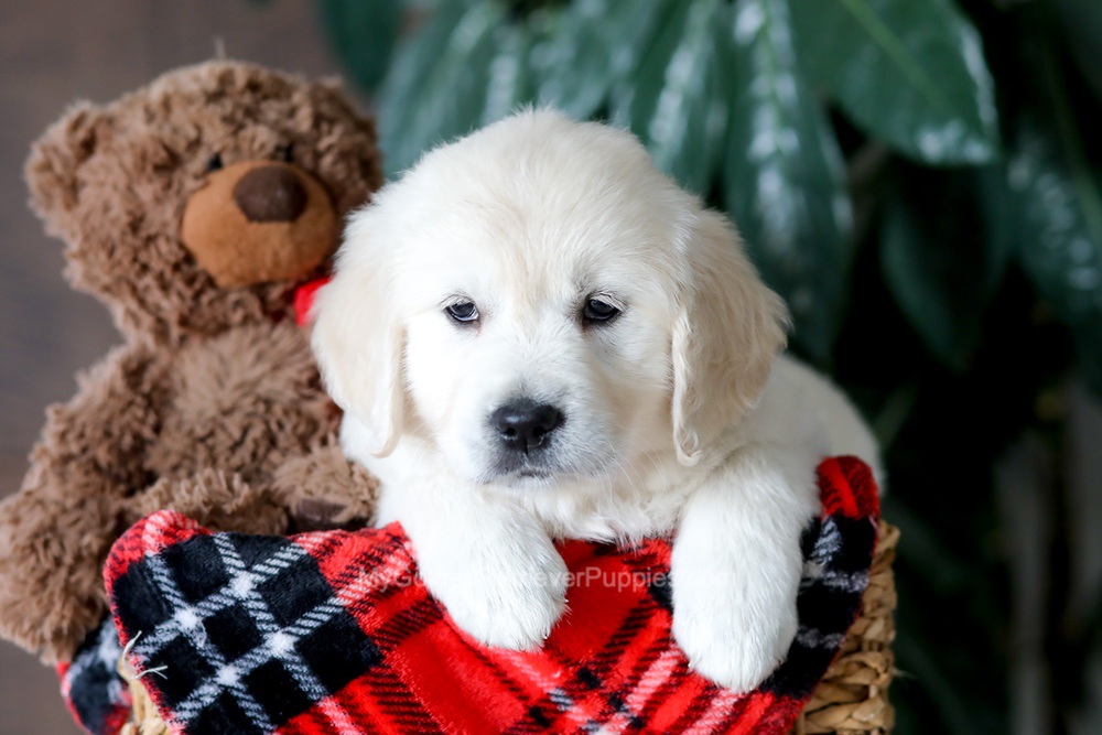 Magnolia Image of Magnolia, a Golden Retriever puppy
