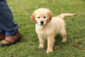 Image of Mara (potty & leash trained), a Golden Retriever puppy