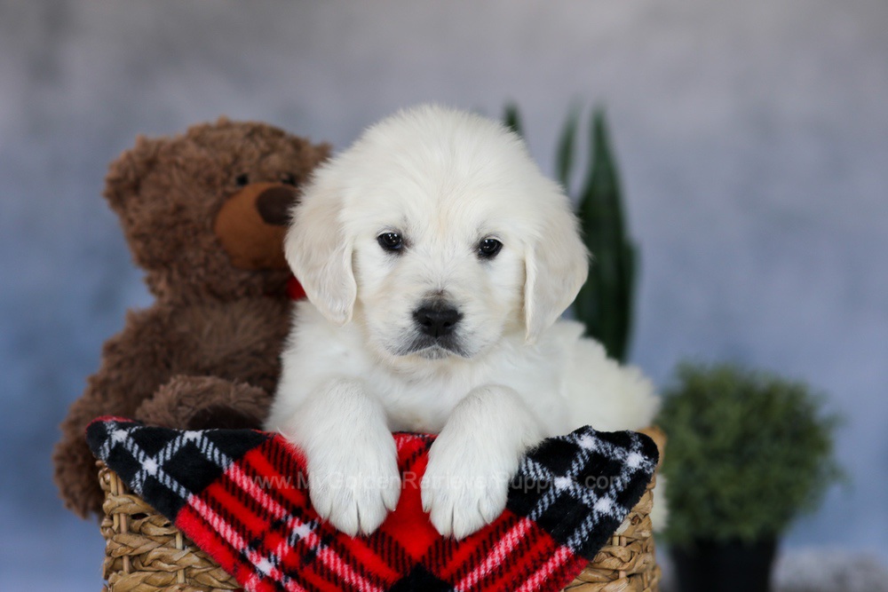 Milo Image of Milo, a Golden Retriever puppy