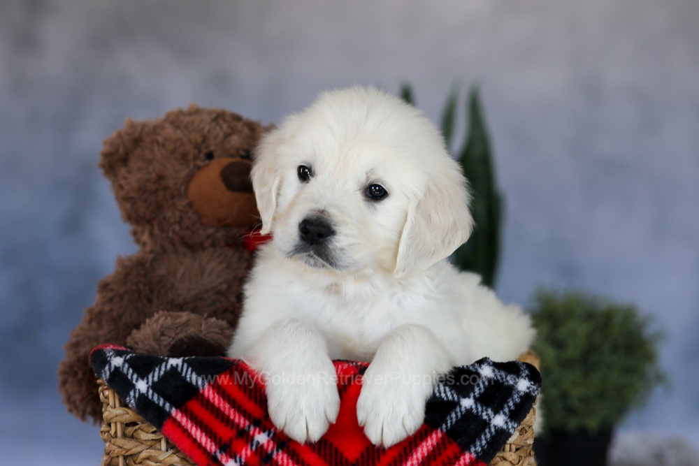 Milo Image of Milo, a Golden Retriever puppy