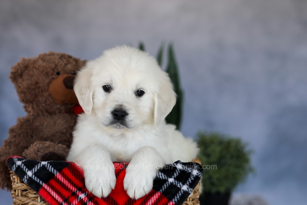 Milo Image of Milo, a Golden Retriever puppy