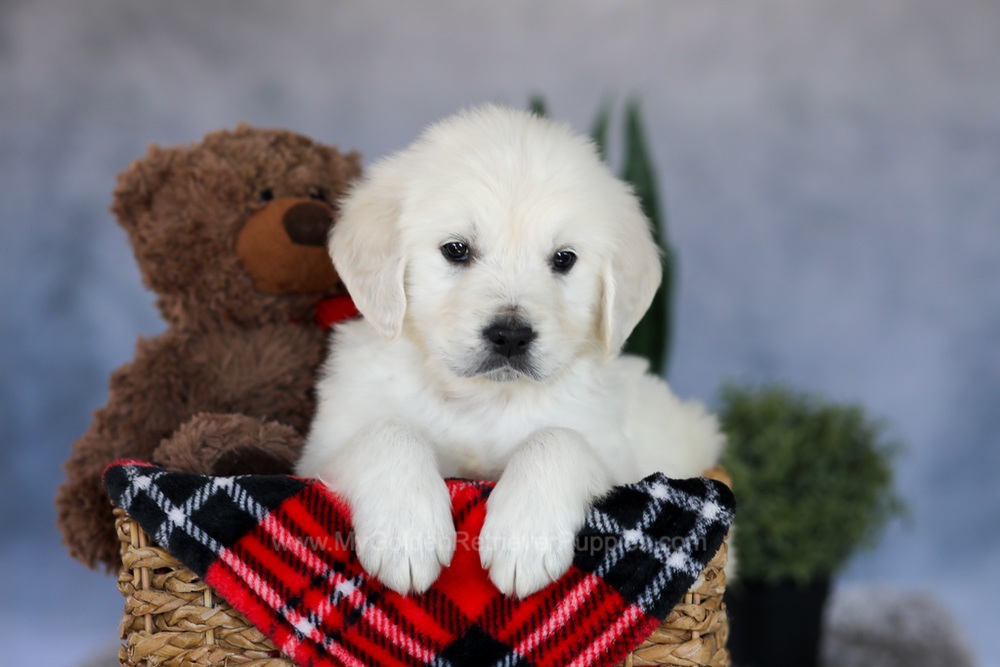 Milo Image of Milo, a Golden Retriever puppy