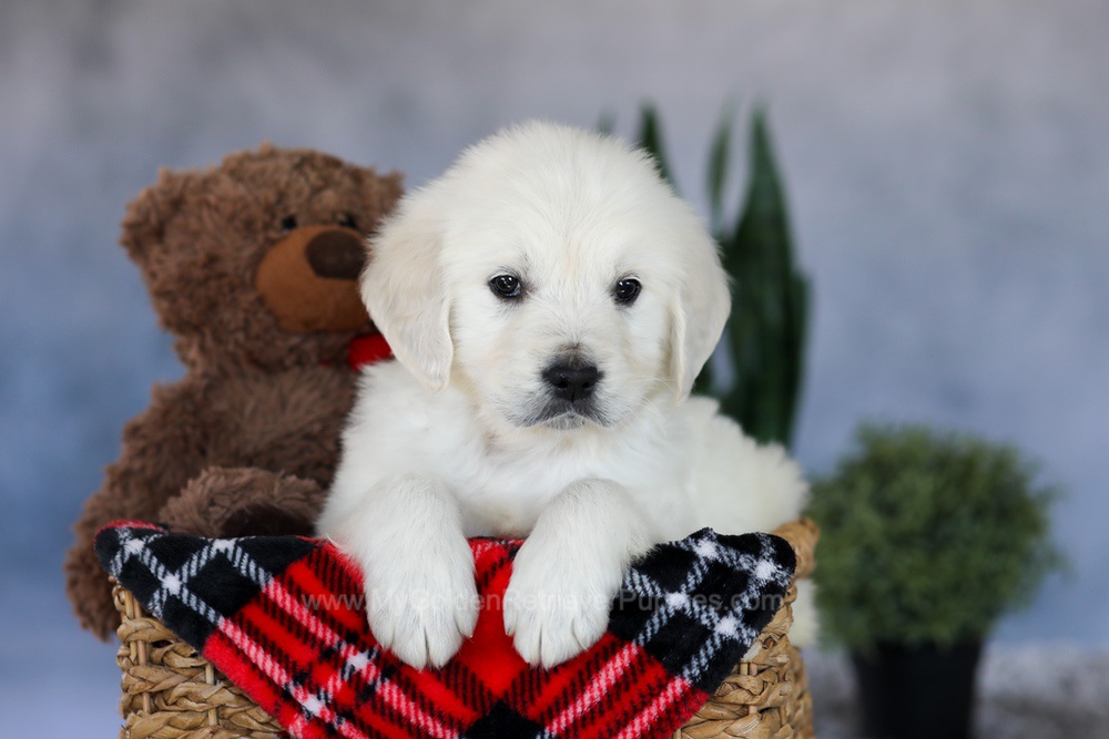 Milo Image of Milo, a Golden Retriever puppy
