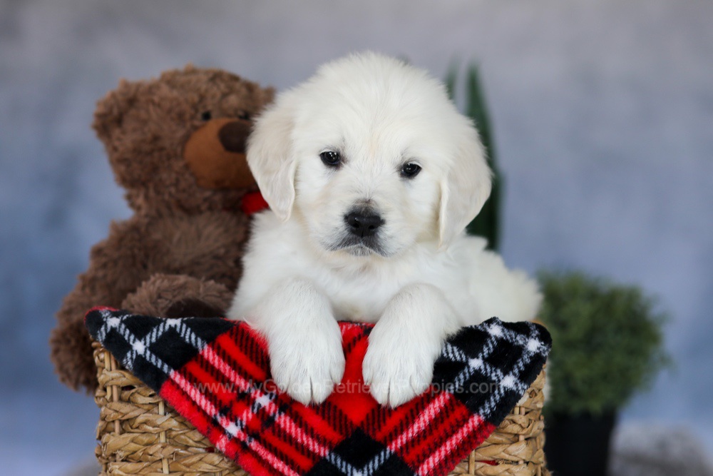 Milo Image of Milo, a Golden Retriever puppy