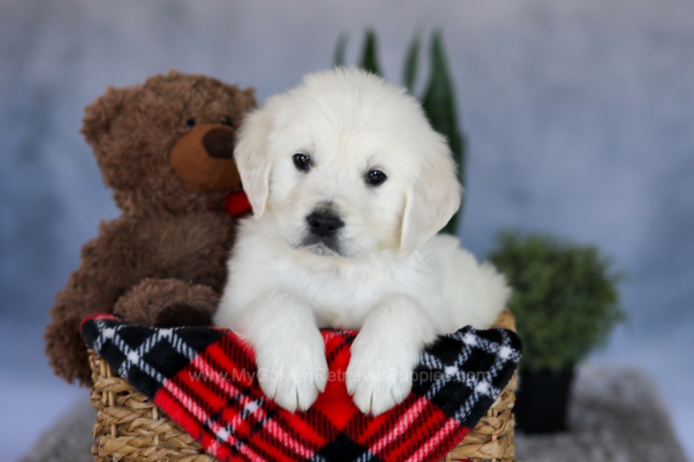 Milo Image of Milo, a Golden Retriever puppy