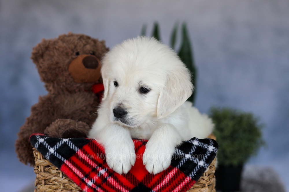 Milo Image of Milo, a Golden Retriever puppy