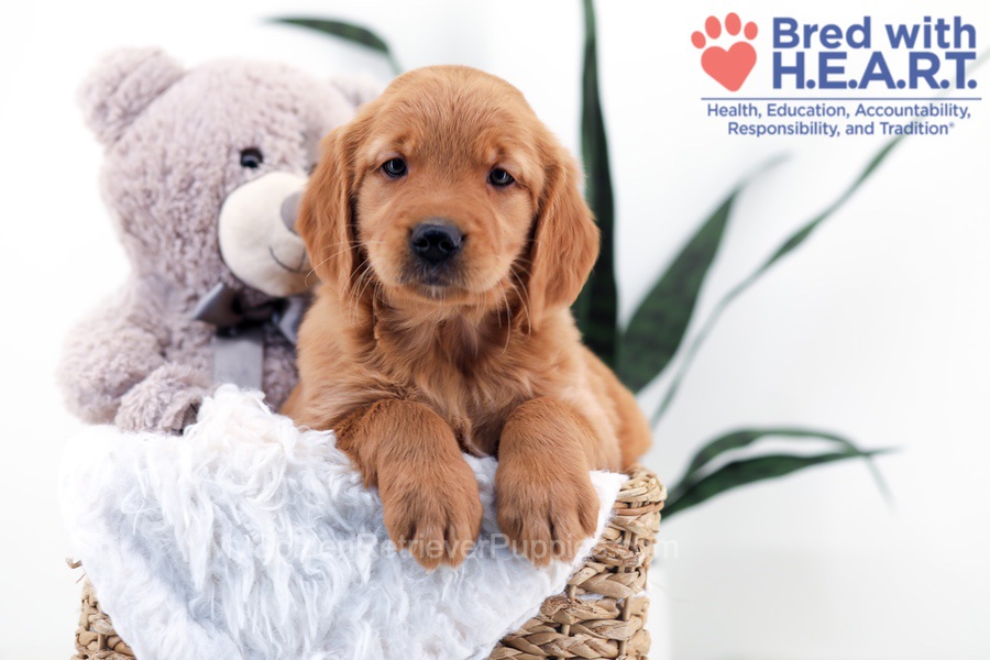 Oaklynn Image of Oaklynn, a Golden Retriever puppy