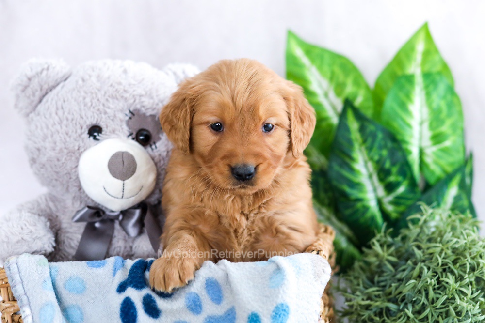 Parker Image of Parker, a Golden Retriever puppy