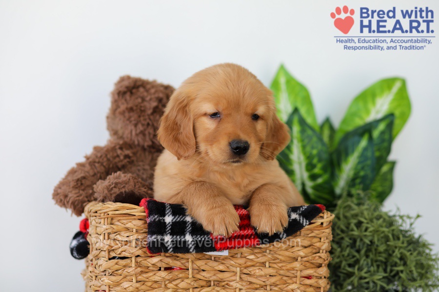 Piper Image of Piper, a Golden Retriever puppy