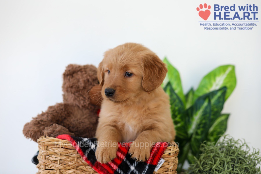 Piper Image of Piper, a Golden Retriever puppy
