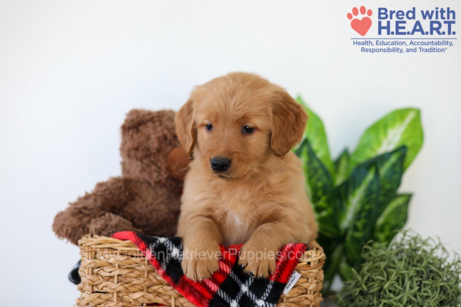 Piper Image of Piper, a Golden Retriever puppy