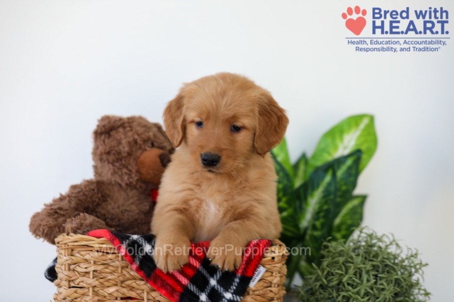 Piper Image of Piper, a Golden Retriever puppy