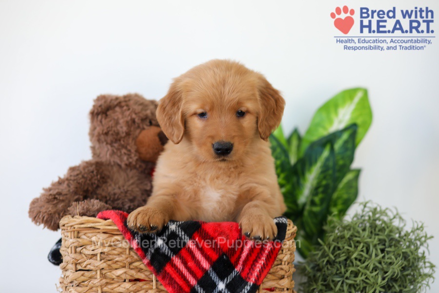 Piper Image of Piper, a Golden Retriever puppy