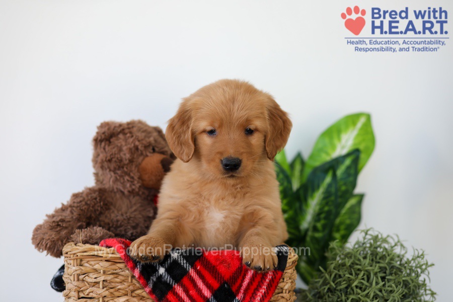 Piper Image of Piper, a Golden Retriever puppy