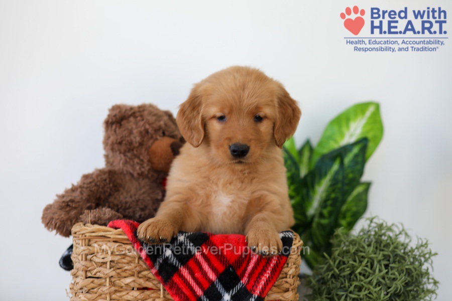 Piper Image of Piper, a Golden Retriever puppy