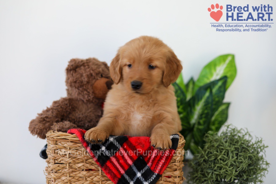 Piper Image of Piper, a Golden Retriever puppy