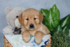 Image of Reni, a Golden Retriever puppy