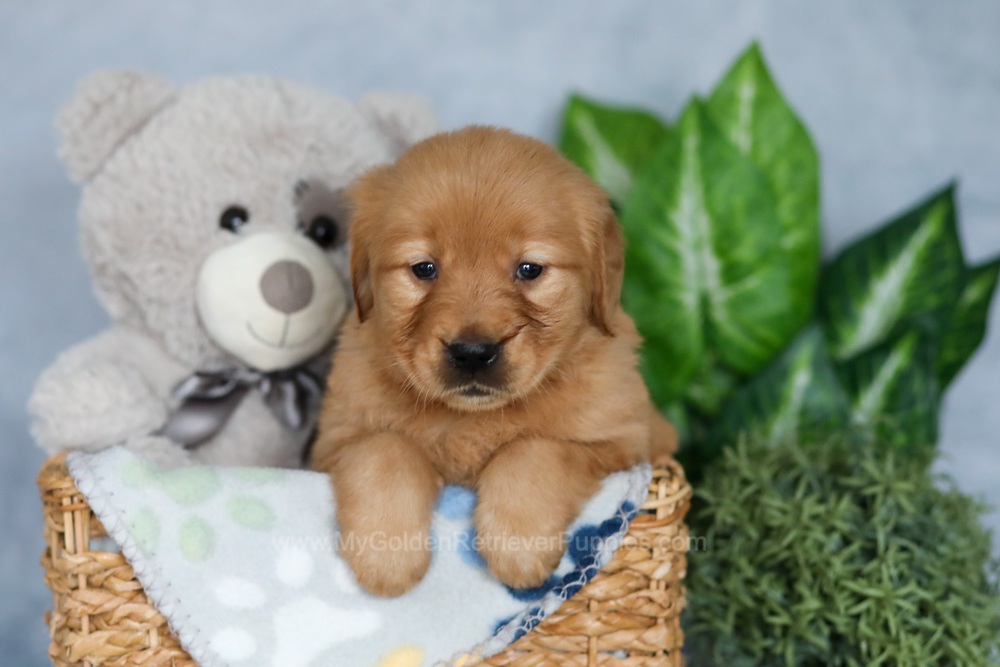 Rhana Image of Rhana, a Golden Retriever puppy
