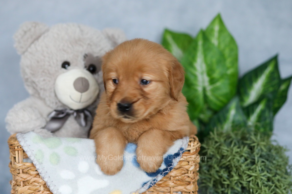 Rhana Image of Rhana, a Golden Retriever puppy