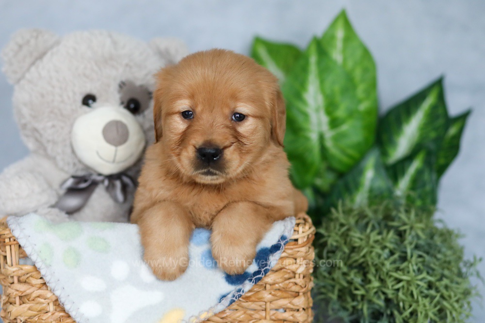 Rhana Image of Rhana, a Golden Retriever puppy