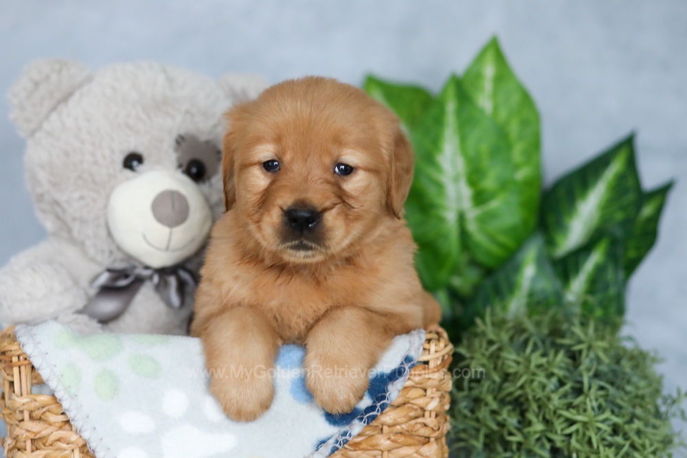 Rhana Image of Rhana, a Golden Retriever puppy