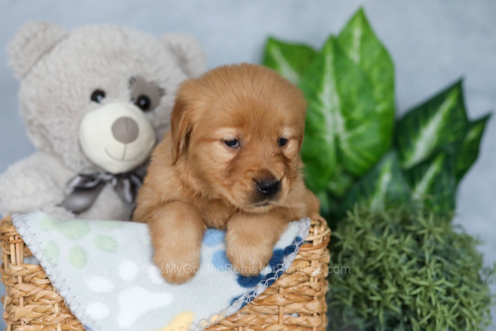 Rhana Image of Rhana, a Golden Retriever puppy