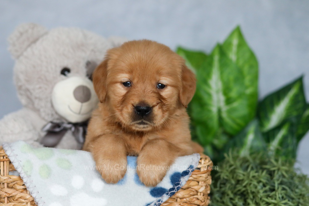 Rhana Image of Rhana, a Golden Retriever puppy