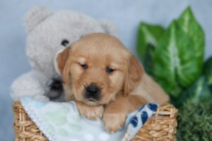 Image of Rose, a Golden Retriever puppy