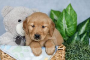 Image of Roxy, a Golden Retriever puppy