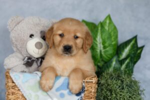 Image of Ruby, a Golden Retriever puppy