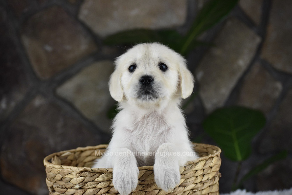 Shelly Image of Shelly, a Golden Retriever puppy