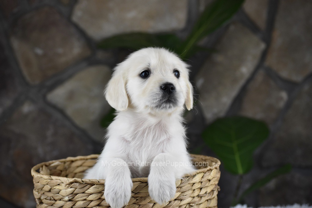 Shelly Image of Shelly, a Golden Retriever puppy
