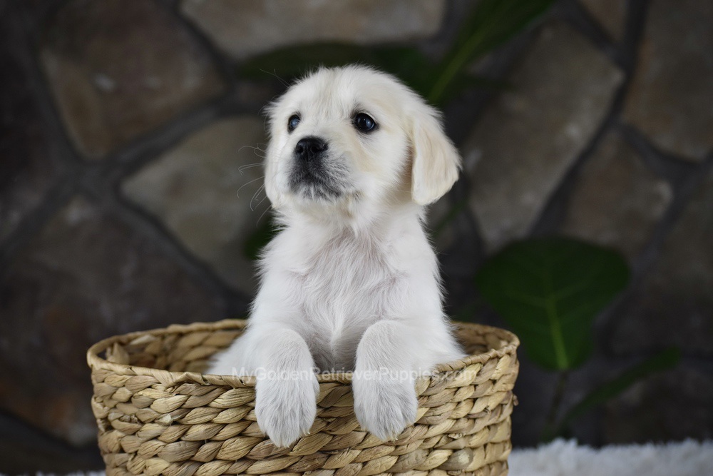 Shelly Image of Shelly, a Golden Retriever puppy