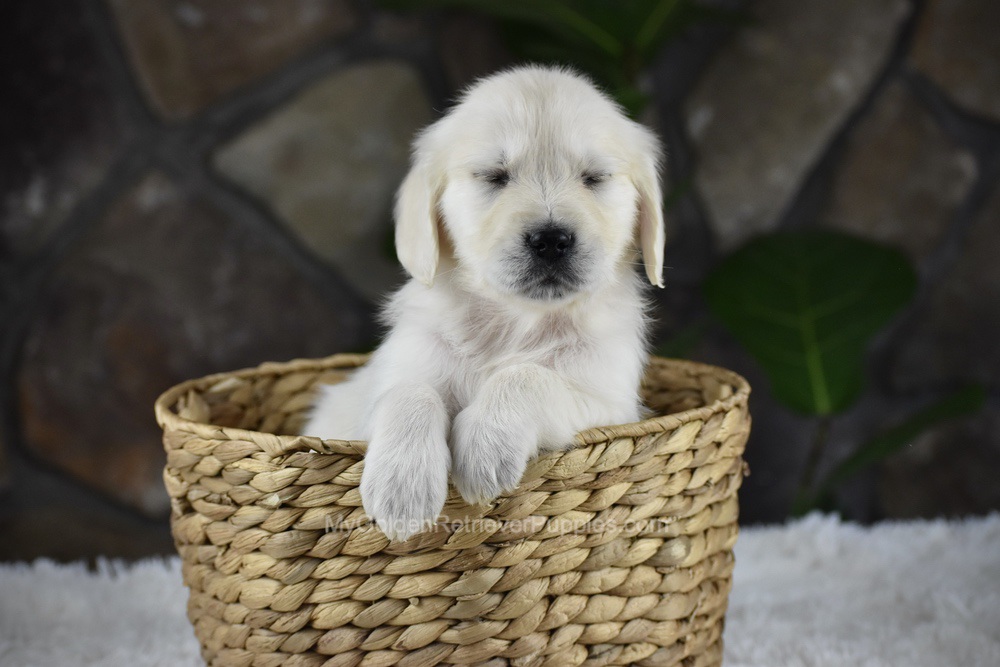Shelly Image of Shelly, a Golden Retriever puppy
