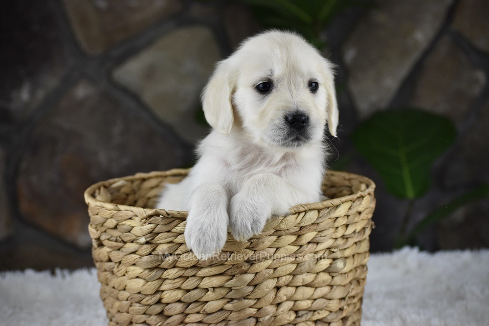 Shelly Image of Shelly, a Golden Retriever puppy