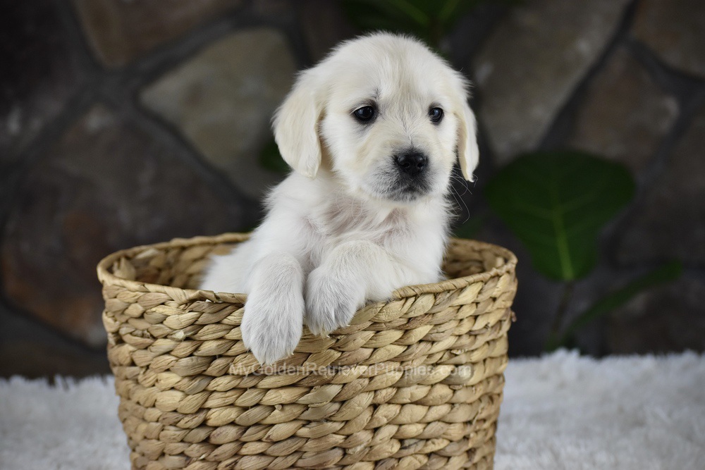Shelly Image of Shelly, a Golden Retriever puppy
