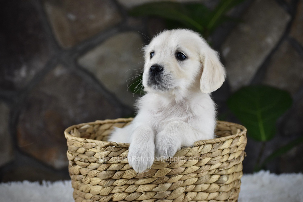 Shelly Image of Shelly, a Golden Retriever puppy
