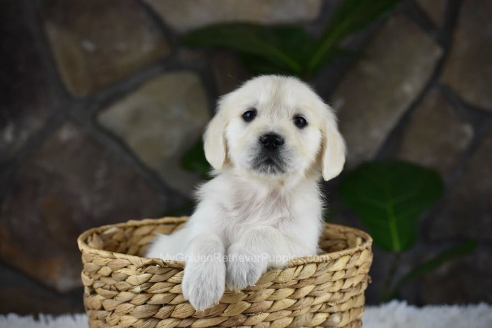 Shelly Image of Shelly, a Golden Retriever puppy